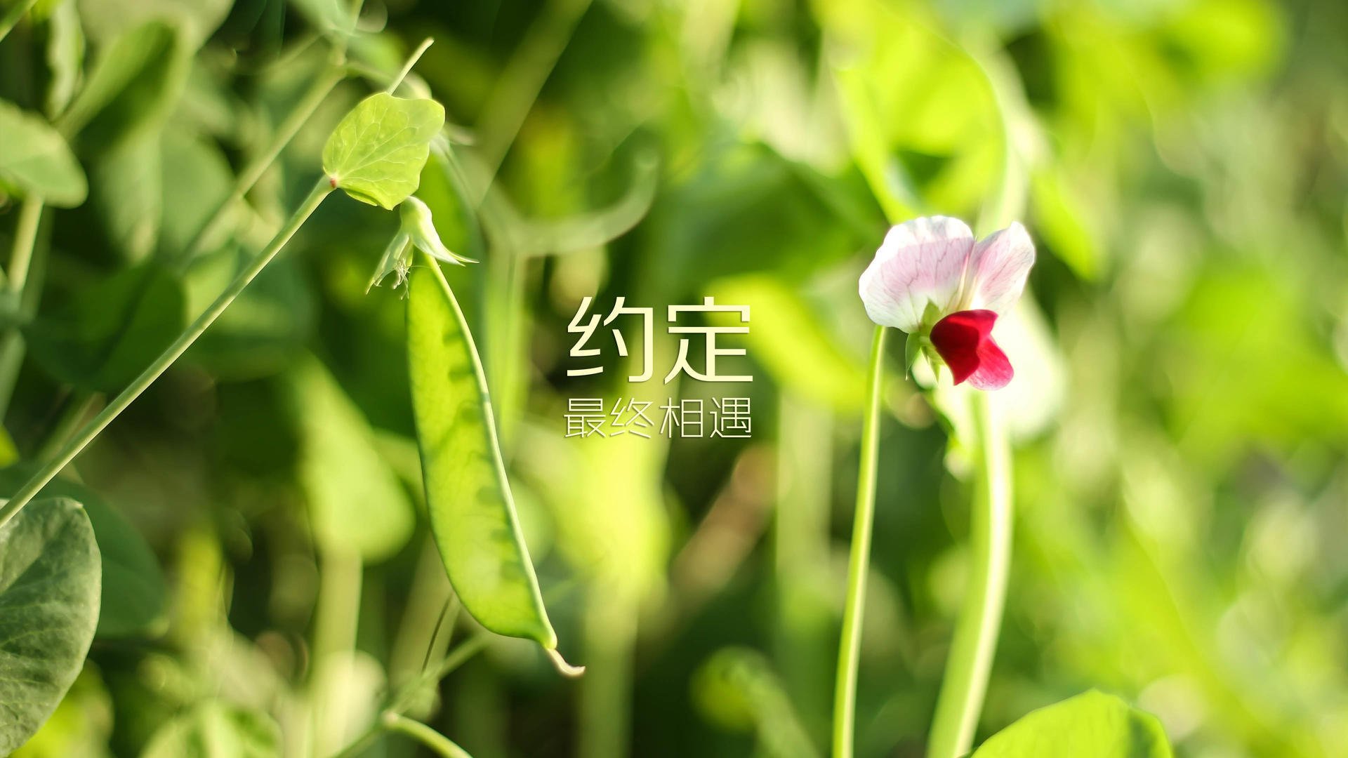 “胡利安·门德斯的球场领导力，塑造阿根廷美洲狮队的未来蓝图”